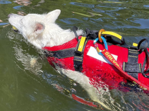 Enya schwimmt sicher im Wasser