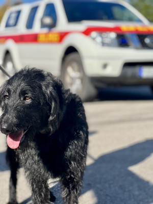 Einer der Hunde vor dem Einsatzfahrzeug der DLRG Füssen.