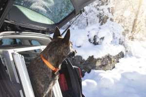Ein Rettungshund der DLRG Füssen in einem warmen Auto.